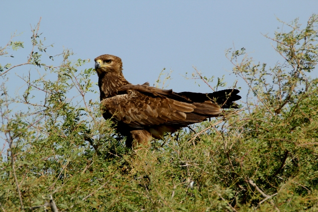 Tawny Eagle